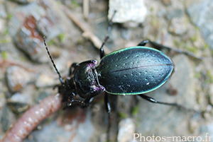 Carabus nemoralis